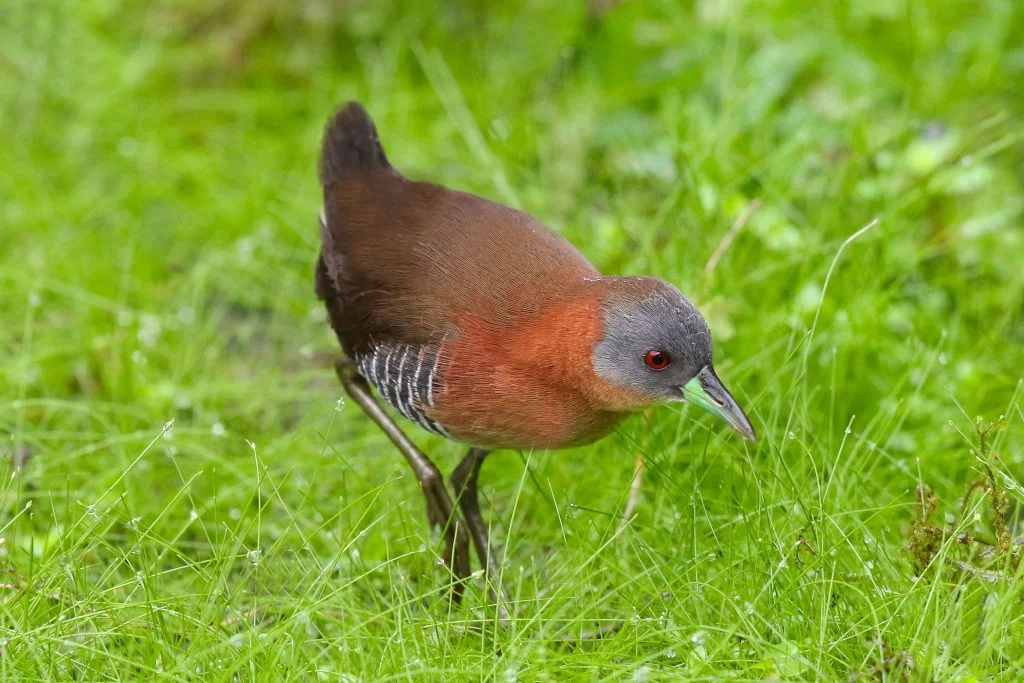 Birdwatching Tour